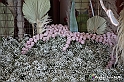 VBS_0144 - Corollaria Flower Exhibition 2022